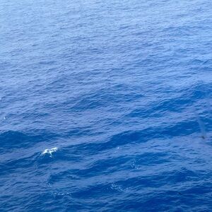 Meet your Posher, Gwendolyn